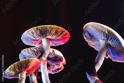 The Mexican magic mushroom is a psilocybe cubensis, whose main active elements are psilocybin and psilocin - Mexican Psilocybe Cubensis. An adult mushroom raining spores photo