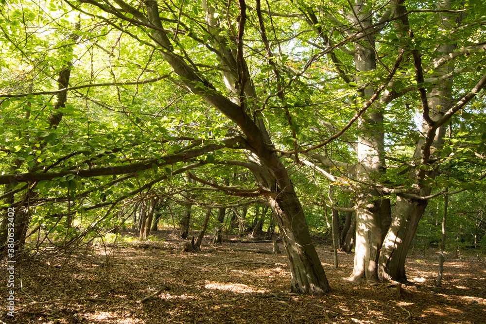 Fototapeta premium Bäume im Wald