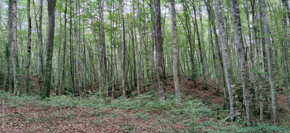 Fototapeta premium forest