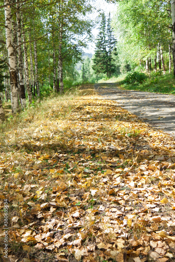 Autumn leaves on the side of the road in Siberia