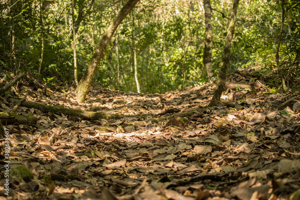 trail in the bolivian jungle trail in the bolivian jungle