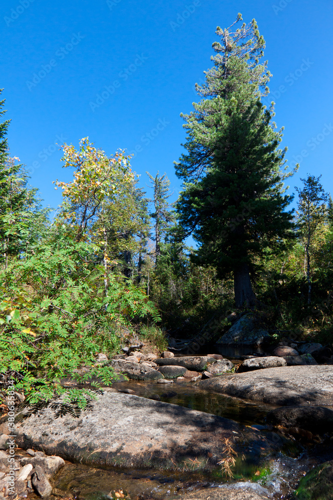 Green Christmas tree on background of blue sky in Siberian forest in Russia Green Christmas tree on background of blue sky in Siberian forest in Russia