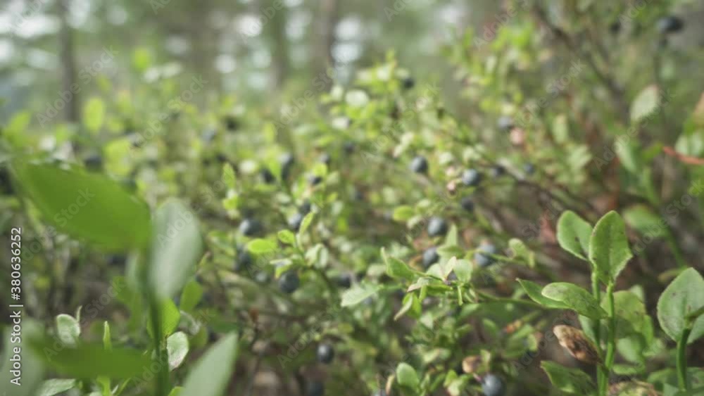 Blueberries growing in wild, rack focus slider into focus Blueberries growing in wild, rack focus slider into focus