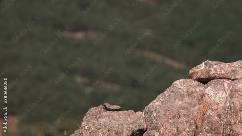 SLOWMO, Golden eagle flies off mountain rocks with meat in talons SLOWMO, Golden eagle flies off mountain rocks with meat in talons