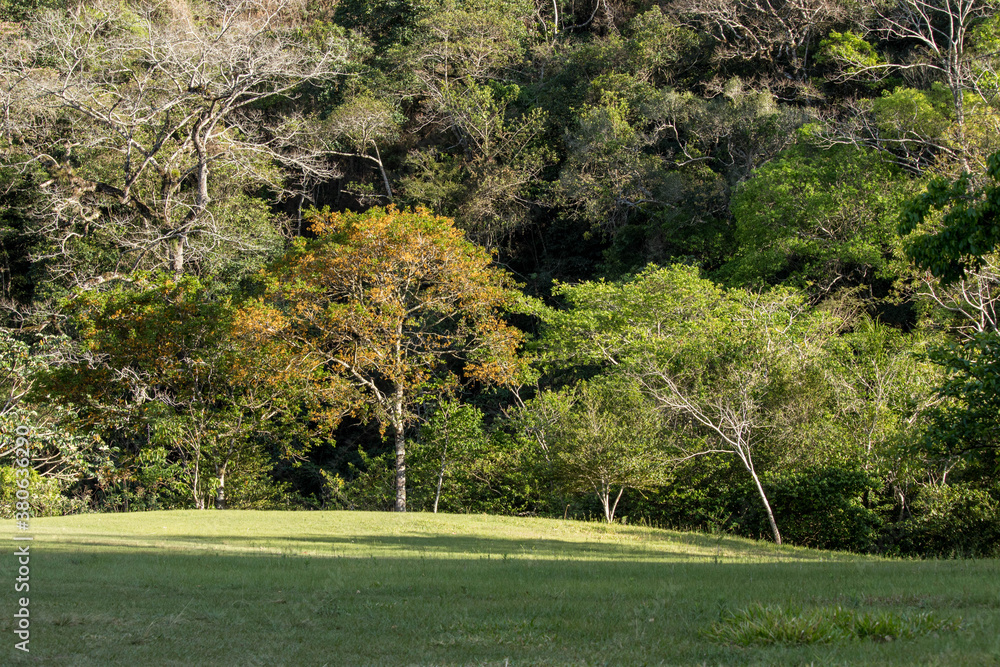 Fototapeta premium sunbathing on trees at sunrise in the bolivian jungle