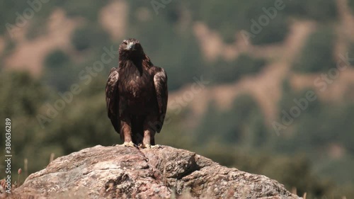 Perched eagle calls out and picks at meat with beak, Slow Motion photo