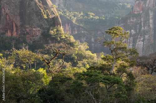 Bild auf Leinwand sunbathing on trees at sunrise in the bolivian jungle