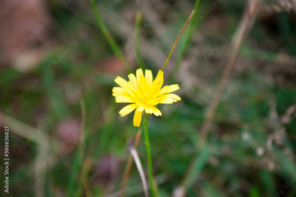 dandelions with green leaffs in Siberia in Autumn