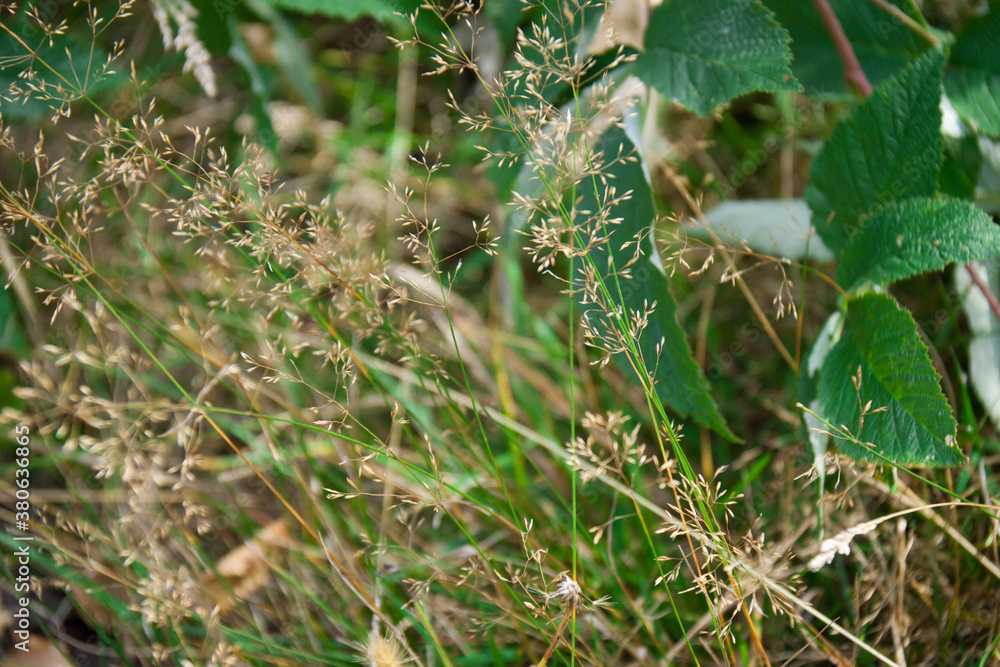 Siberian nature, grass and small trees in autumn time