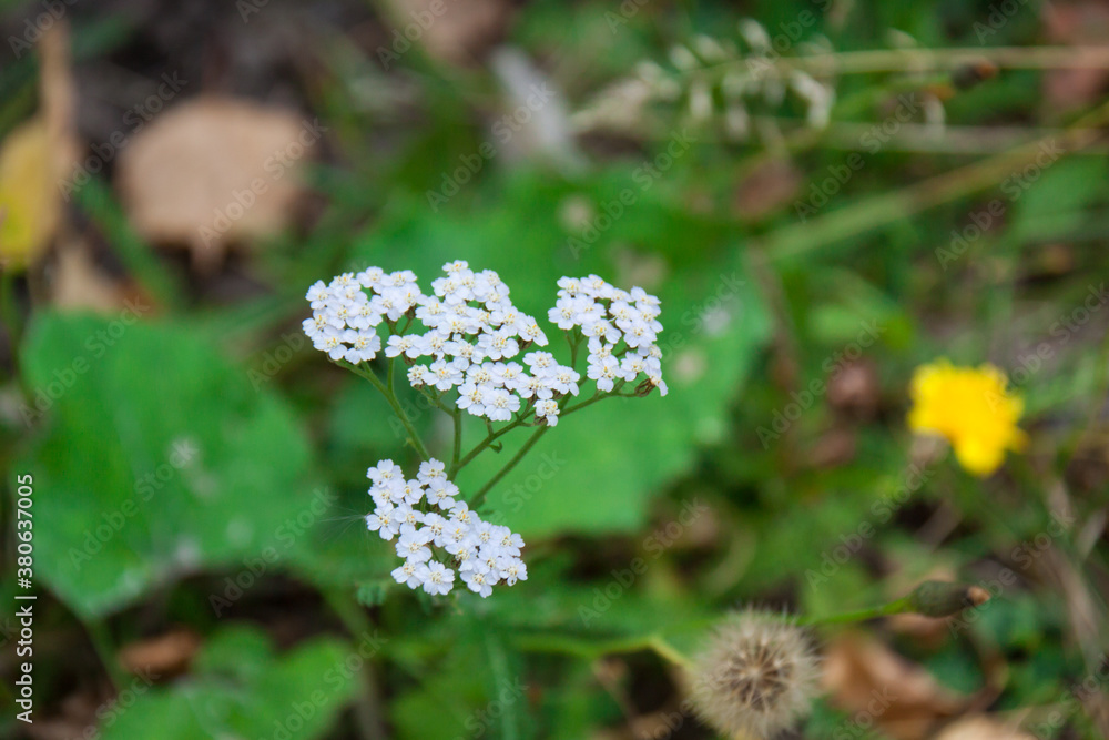 Flowers in Siberia in Autumn