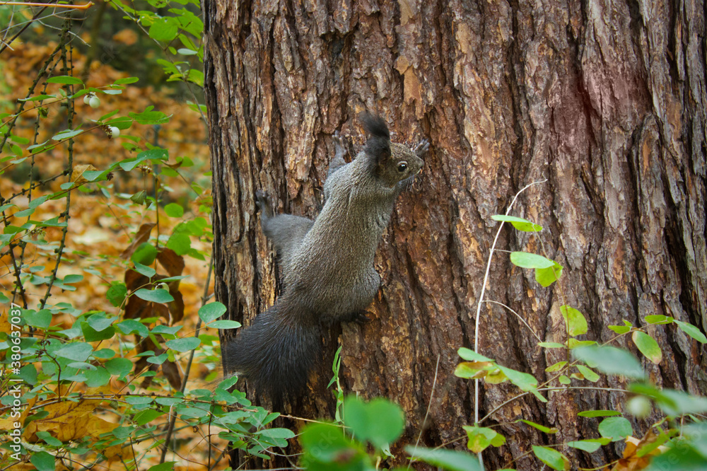 Obraz premium brown squirrel close-up sitting on a tree in the autumn forest