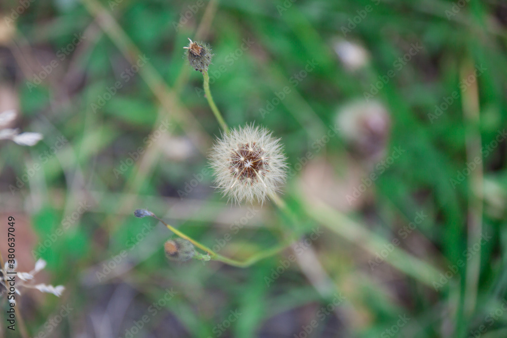 dandelions with green leaffs in Siberia in Autumn