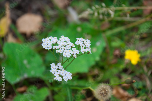 Obraz na płótnie Flowers in Siberia in Autumn w salonie