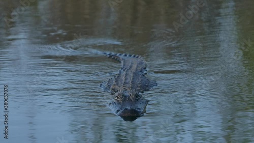 american alligator swims straight towards you super slomo
