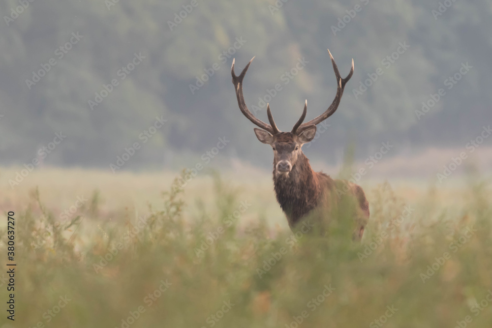 Fototapeta premium Jelen