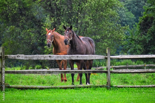 horses in a field standing next to each other