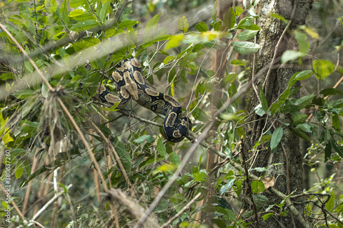wild python snake curled up on a tree photo