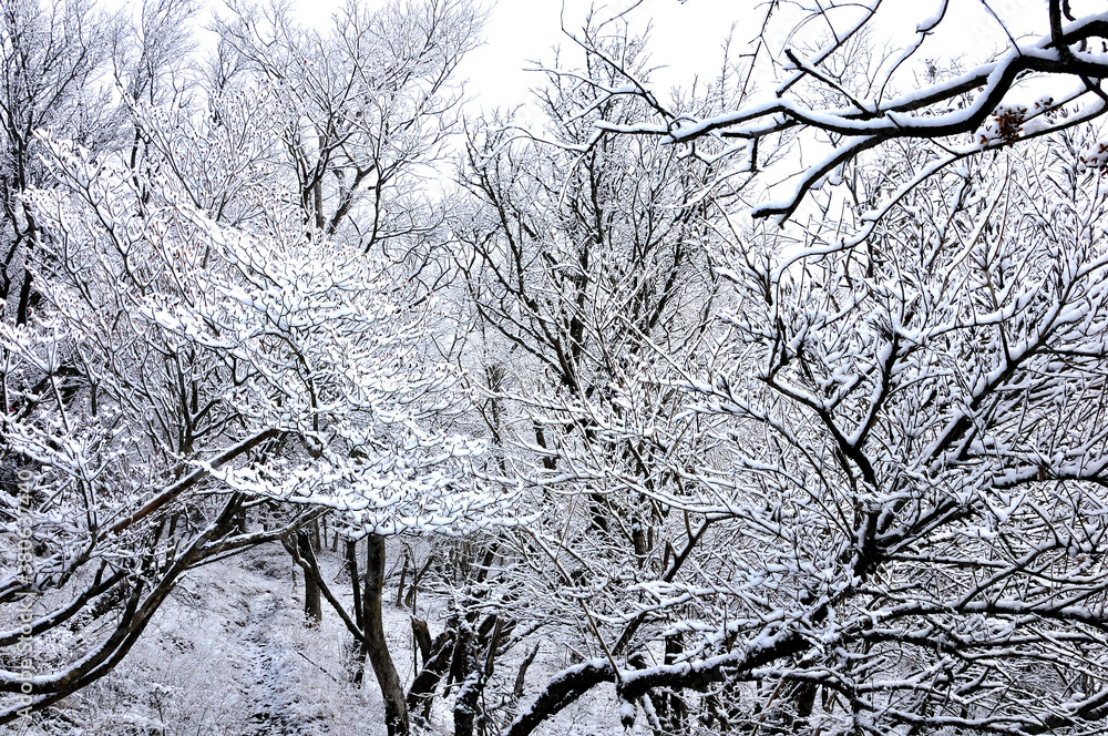 Obraz premium 雪景色の二ノ塔尾根