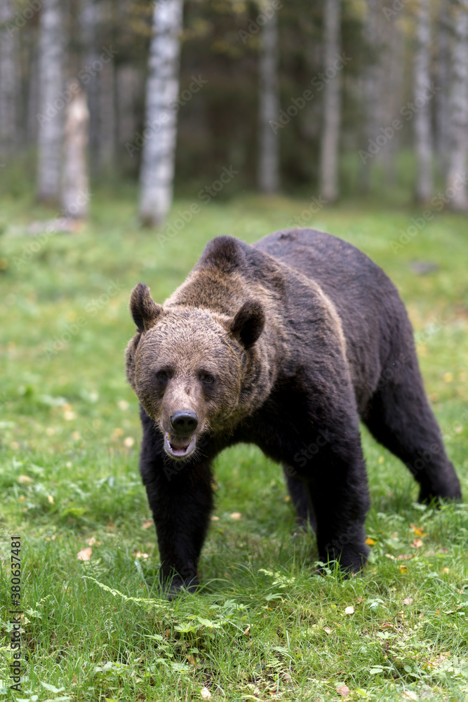 Brown bear in North Karelia of Finland. Bear watching is a popular attraction in North Eastern Finland where bear population in healthy.