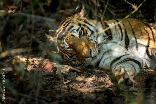 wild bengal tiger resting in bushes with eyes open at bandhavgarh national park or tiger reserve madhya pradesh india