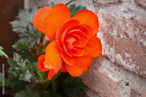 one orange begonia close-up on a background of leaves and a brick wall