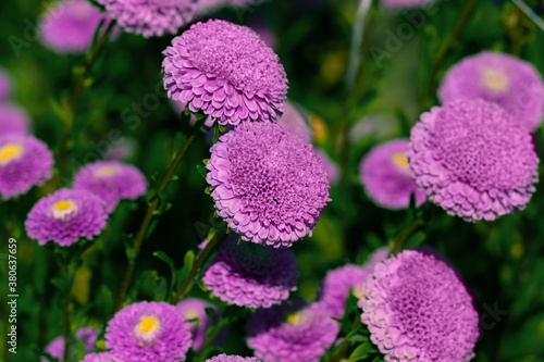 Aster flower large pink petals.