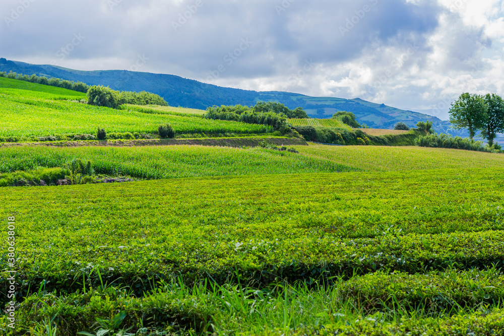 tea factory Cha Gorreana tea factory Cha Gorreana