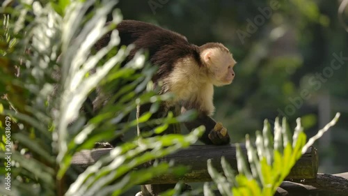 capuchin monkey walks along log with snack slow motion photo