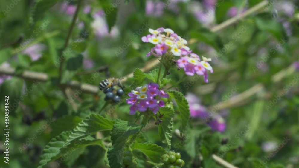Close up of bee flying over flowers, green natural background 120fps Close up of bee flying over flowers, green natural background 120fps