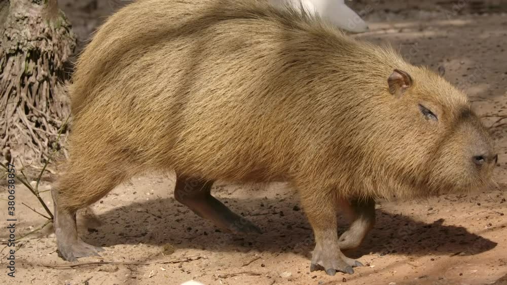 capybara walking super slow motion as bird flys by capybara walking super slow motion as bird flys by
