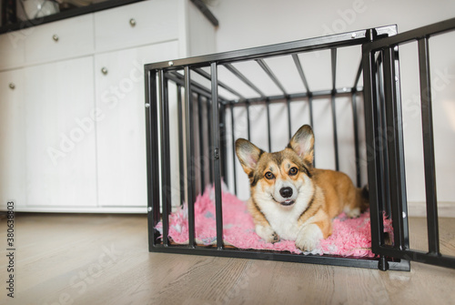 Welsh corgi pembroke dog in an open crate during a crate training, happy and relaxed © Justyna