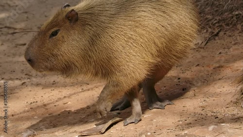 capybara turns slow motion on jungle riverbank photo