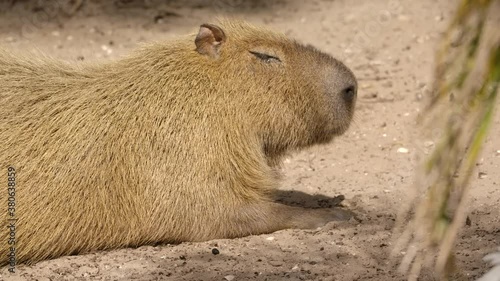 capybara sun basking on jungle riverbank photo