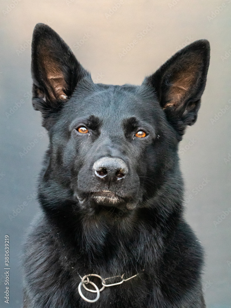 German Shepherd- K9 Police dog