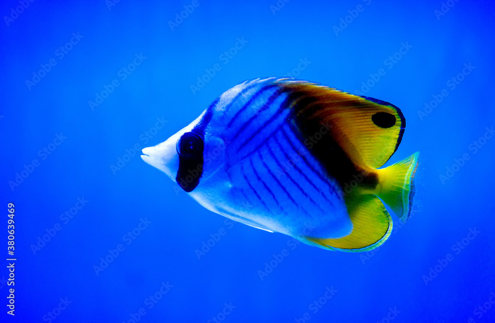 Naklejka premium Tropical coral reef fish.