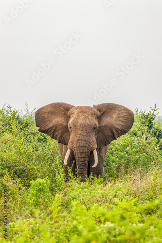 An elephant ( Loxodonta Africana) eating, Queen Elizabeth National Park, Uganda. 
