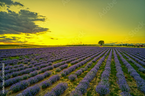 Blooming lavender create a stunningly beautiful landscape