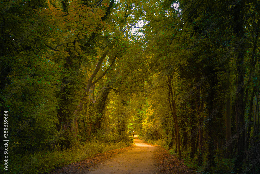 Path along the dark autumn forest