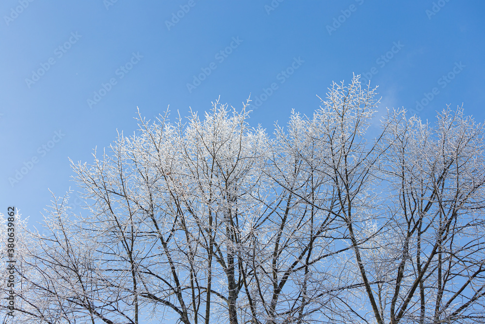 Tree branches covered in frost snow Tree branches covered in frost snow
