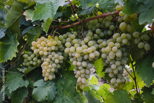 Wallpaper Mural Green grapes on vine close-up Torontodigital.ca