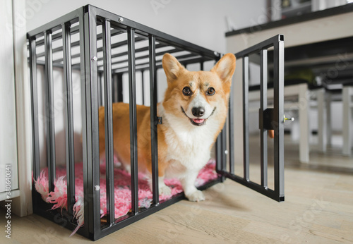 Welsh corgi pembroke dog in an open crate during a crate training, happy and relaxed photo