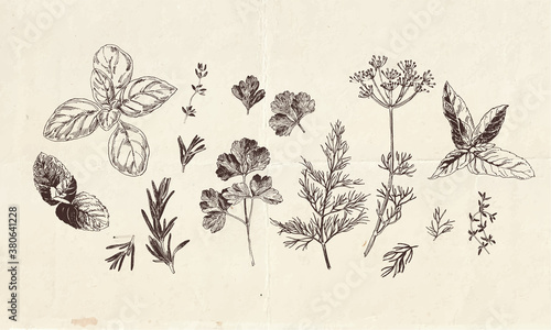 Hand drawn collection of culinary herbs drawings, clip art botanical illustrations
