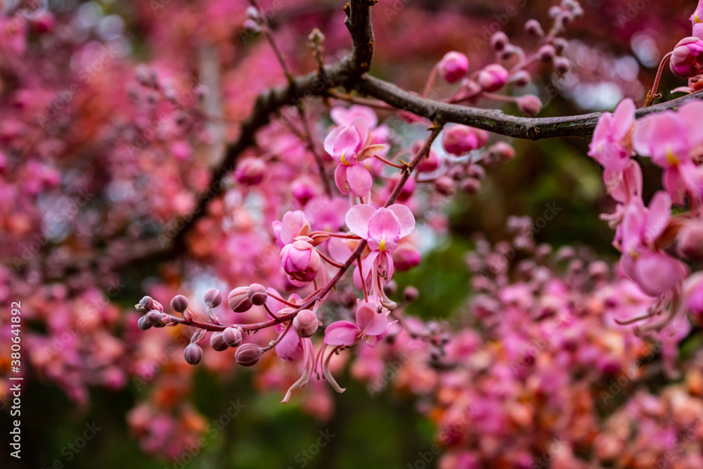 Galho de acácia rosa cheio de flores. Galho de acácia rosa cheio de flores.