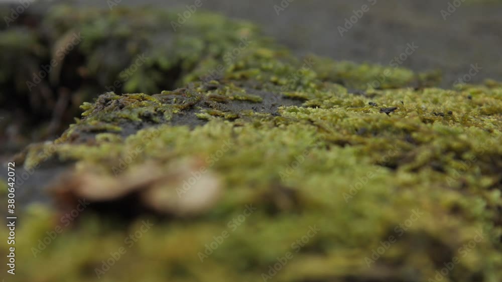 A small mushroom growing on thick moss in the forest.
A small mushroom growing on thick moss in the forest.