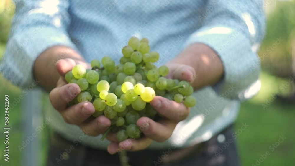 Hands showing wine grapes. Shot in South Tyrol, Italy in late September (harvesting). Hands showing wine grapes. Shot in South Tyrol, Italy in late September (harvesting).