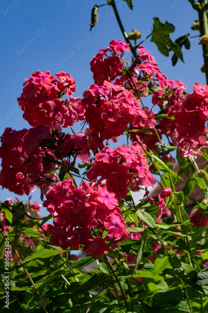 Fototapeta premium A beautiful bush of dark pink phlox flowers against the blue sky.