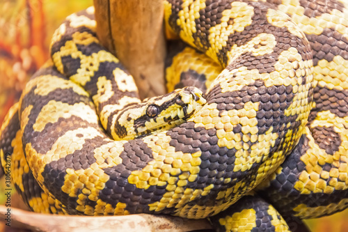 Carpet python with yellow-black colors on the sand of the desert zones.