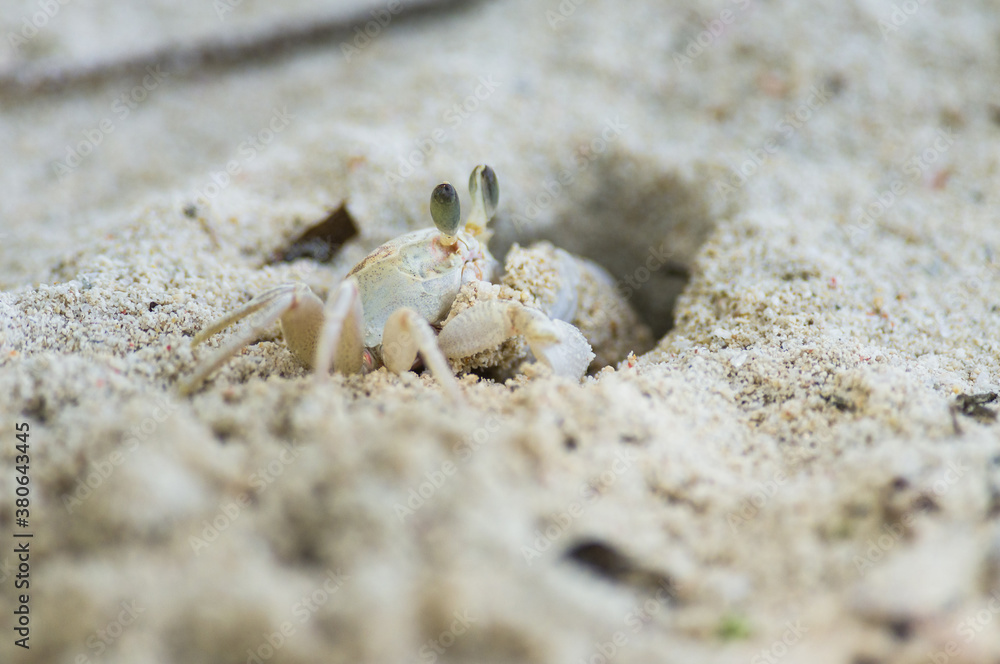 Ghost crab (Ocypodinae) digging a burrow on sandy beach shoreline, Diani, Kenya