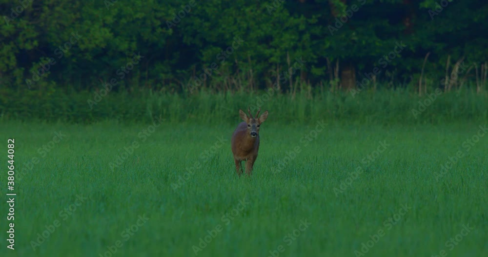Deer standing in the middle of the field, eating and looking towards the camera. Wildlife in Bavaria, Germany. Deer standing in the middle of the field, eating and looking towards the camera. Wildlife in Bavaria, Germany.