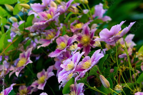 Beautiful lilac clematis flowers blossomed on the bush against the wall.